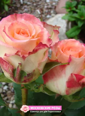 Цветочный симфония в фото Роза дуэт