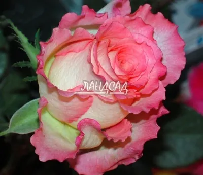 Удивительные кадры роз на любой вкус - Фото Роза дуэт