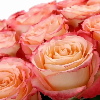 Элегантные розы для стильной обработки фотографий - Фото Роза дуэт