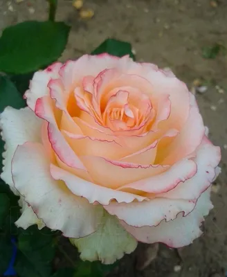 Вдохновляющие розы: выберите свой идеальный кадр - Фото Роза дуэт