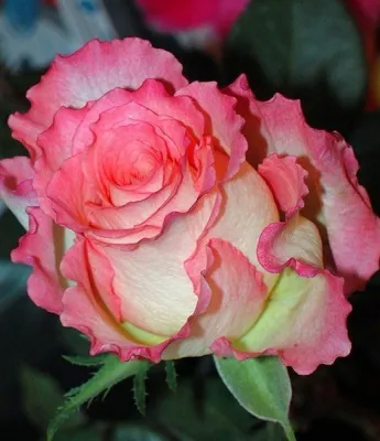 Розы в дуэте: нежность и красота на вашем экране