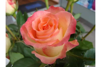 Мягкие и нежные розы в фото Роза дуэт
