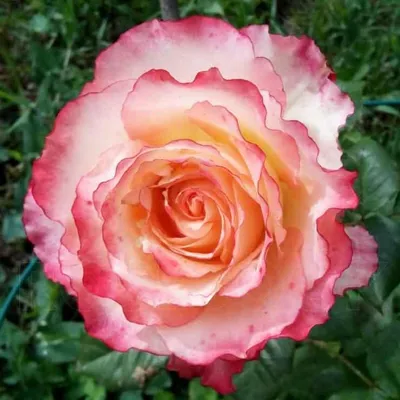 Фото Роза дуэт: создайте волшебную атмосферу с изысканными цветами