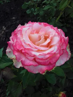 Очаровательные розы в формате png для вашего творчества - Фото Роза дуэт