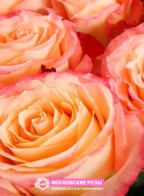 Необычные розы в формате webp - Фото Роза дуэт