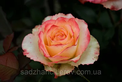 Идеальные розы для создания уникальных проектов - Фото Роза дуэт
