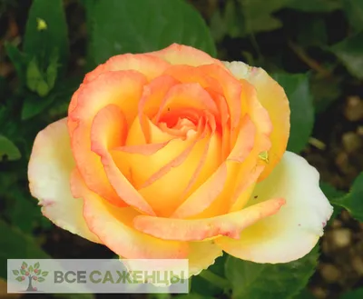 Фото Роза дуэт: воплотите свои идеи с помощью прекрасных цветов