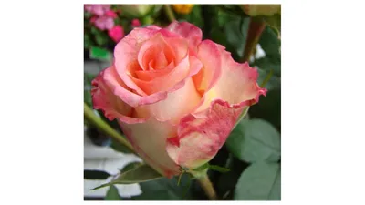 Абсолютная гармония цветов в фото Роза дуэт