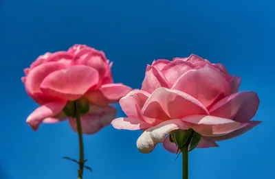 Игра света и цвета в кадрах роз - Фото Роза дуэт