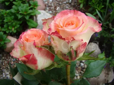 Очаровательные розы в формате jpg - Фото Роза дуэт