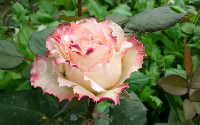 Чарующая красота роз в формате webp - Фото Роза дуэт