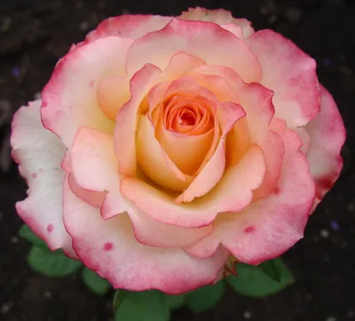 Вдохновляющие розы для вашего творчества - Фото Роза дуэт