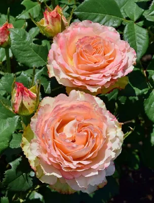 Розы, которые будут ярким украшением вашего сайта - Фото Роза дуэт