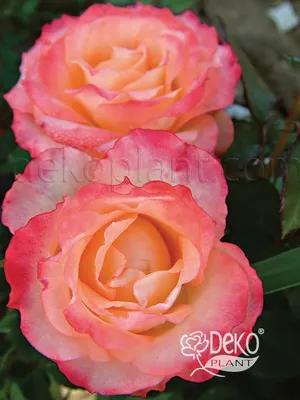 Магия роз в формате webp - Фото Роза дуэт