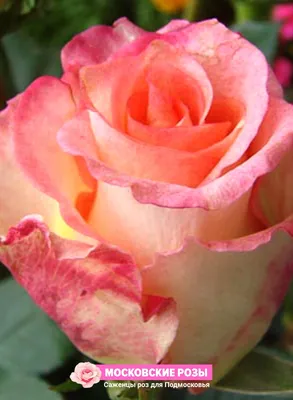 Удивительные снимки роз в формате png - Фото Роза дуэт