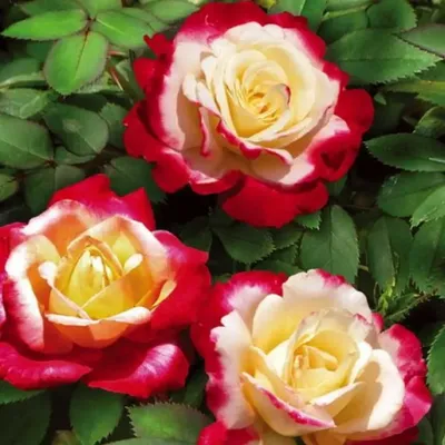 Фото розы двойное удовольствие: маленький размер, формат png