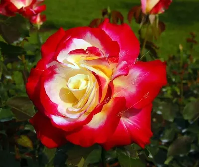 Картинка розы двойное удовольствие: формат webp, большой размер