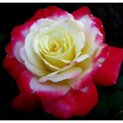 Роза двойное удовольствие: скачать в формате png, маленький размер