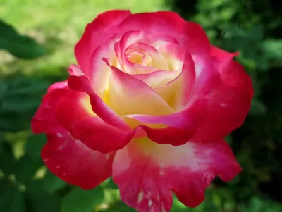 Фото розы двойное удовольствие: формат png, большой размер