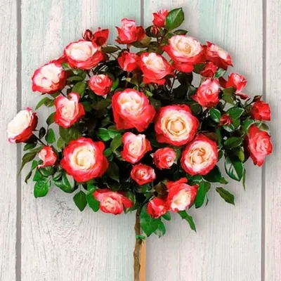 Изображение розы двойное удовольствие: скачать в формате webp, маленький размер