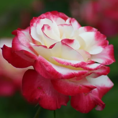 Картинка розы двойное удовольствие: формат jpg, маленький размер