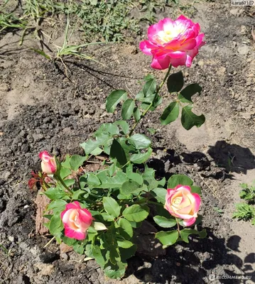 Фотография розы двойное удовольствие: скачать в формате png, большой размер