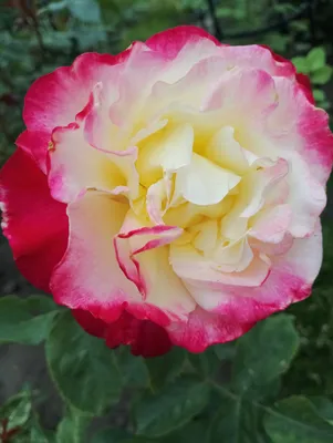 Роза двойное удовольствие: скачать в формате webp, большой размер