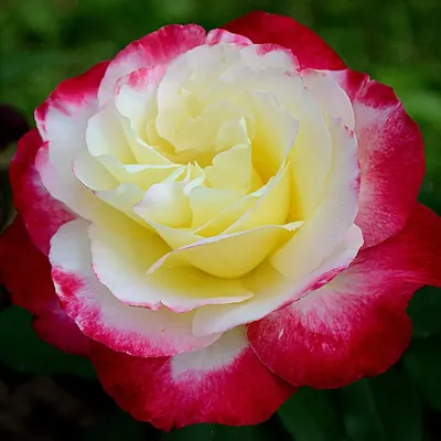 Роза двойное удовольствие: скачать в формате webp