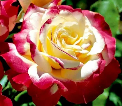 Фото розы двойное удовольствие: формат jpg, маленький размер