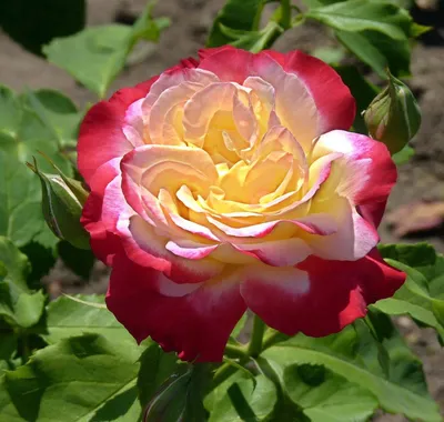 Изображение розы двойное удовольствие: формат png, большой размер