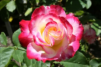 Картинка розы двойное удовольствие: скачать в формате webp, маленький размер