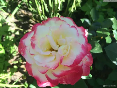 Роза двойное удовольствие: формат jpg, маленький размер