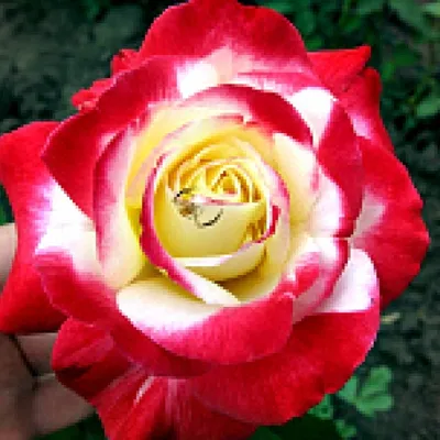 Фотография розы двойное удовольствие: скачать в формате png, маленький размер