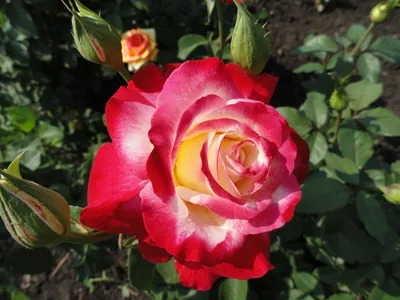 Роза двойное удовольствие: формат webp, маленький размер
