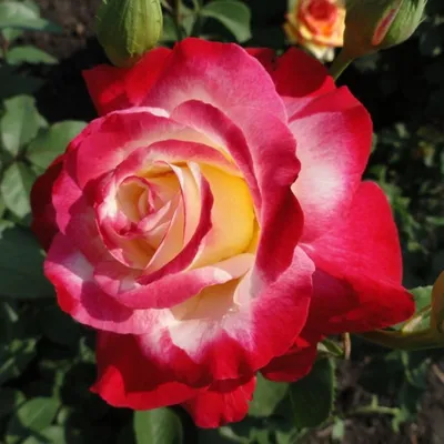 Фото розы двойное удовольствие: скачать в формате jpg, большой размер
