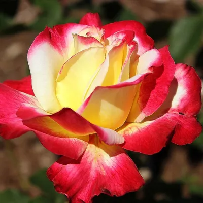 Изображение розы двойное удовольствие: формат png, маленький размер