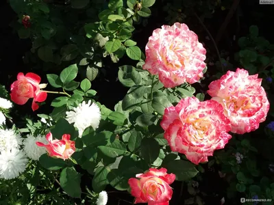 Изображение розы двойное удовольствие: большой размер, формат jpg