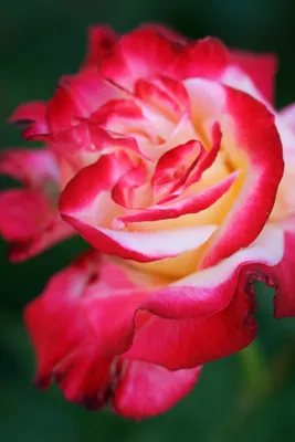 Картинка розы двойное удовольствие: скачать в формате webp, большой размер