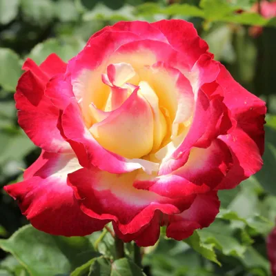 Роза двойное удовольствие: формат jpg, большой размер