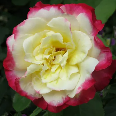 Фотография розы двойное удовольствие: скачать в формате webp, маленький размер