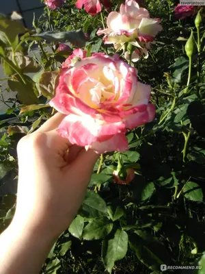 Изображение розы двойное удовольствие: скачать в формате png, маленький размер