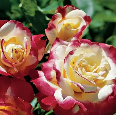 Фотография розы двойное удовольствие: маленький размер, формат png