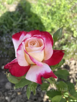 Роза двойное удовольствие: скачать в формате jpg, большой размер