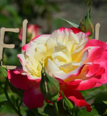 Фотография розы двойное удовольствие: формат png, большой размер
