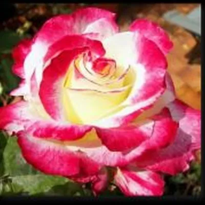 Роза двойное удовольствие: скачать в формате webp, маленький размер