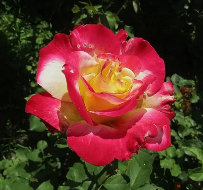Картинка розы двойное удовольствие: большой размер, формат jpg