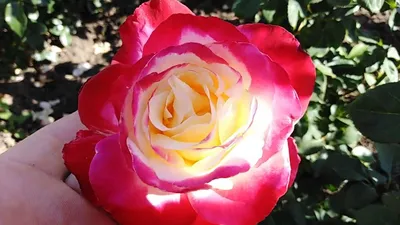 Изображение розы двойное удовольствие: скачать в формате webp, большой размер