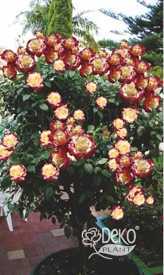 Фотография розы двойное удовольствие: формат png, маленький размер