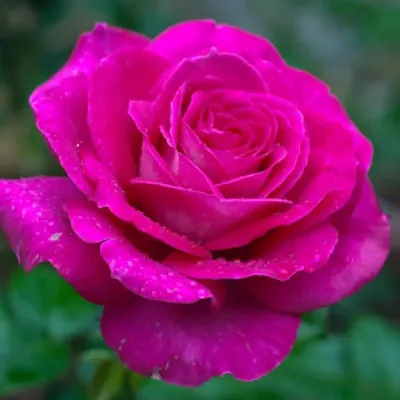 Роза джакаранда: красивые фото высокого разрешения