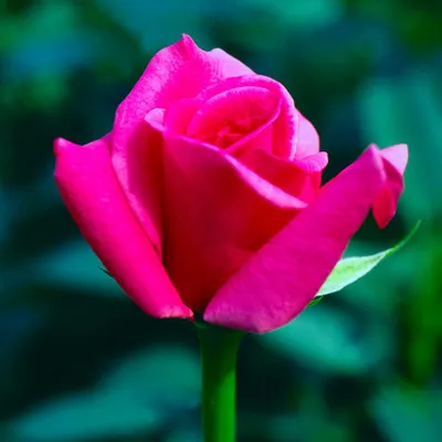 Изумительные кадры розы джакаранда для искушенных ценителей